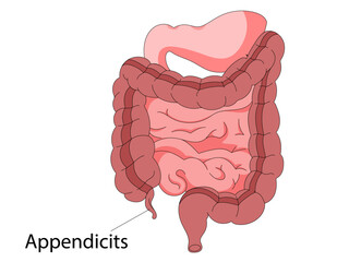 Human intestines anatomy . Abdominal cavity digestive and excretion internal organ. Small and colon intestine with duodenum rectum and appendix vector