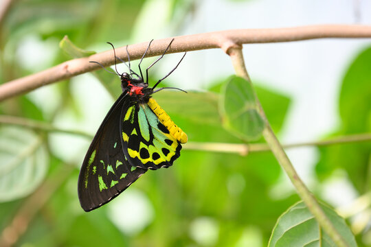 Male of Ornithoptera priamus, common green, Cape York , Priam's birdwing butterfly