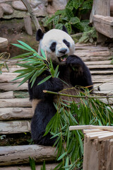 Giant panda bear eating bamboo at Chiang Mai, Thailand.