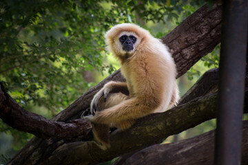 White-Handed Gibbon sitting in a tree curious of something catching its attention.