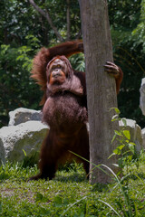 Orangutan standing up outside in the daytime in its enclosure at Chiang Mai zoo, Thailand