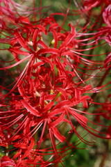 彼岸花のクローズアップ