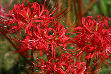 彼岸花のクローズアップ