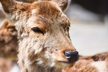 Fototapeta premium 鹿