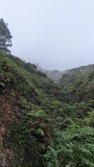 インドネシア　ジャワ島、大自然　原生林