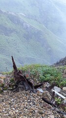 インドネシア　ジャワ島、大自然　原生林