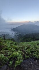インドネシア　ジャワ島、大自然　原生林