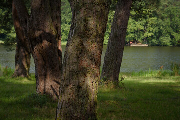 Fototapeta premium PINE FOREST - Coniferous trees growing on the shore of the lake