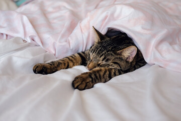 Tabby cat sleeping under the duvet covers in the bedroom looking very sleepy and relaxed.