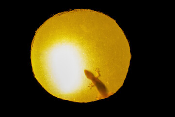Silhouette of gecko in a bright lantern at night in Bali.