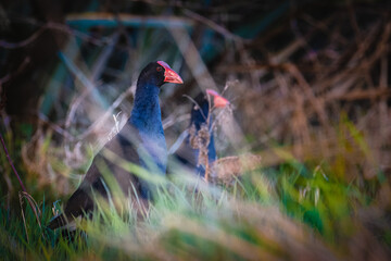 Pukeko birds (Swamp hens) foraging in the grass in the marshlands, Christchurch, New Zealand.