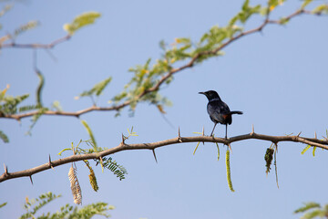Indian robin bird perched on a twig