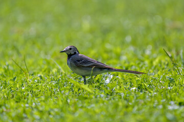 a wagtail, motacilla alba, is looking for food on the green lawn in the garden