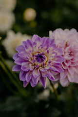 Fototapeta premium Beautiful pink dhalia flower in garden. 