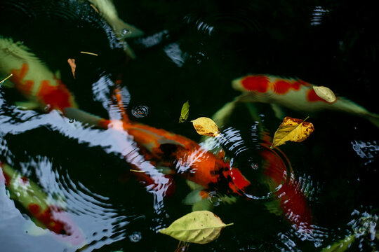 Koi or carp swim in the pond. There are leaves on the surface of the water