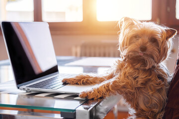 Yorkshire Terrier breed dog sitting at table with computer in front in office. Creative idea concept. Concept of business and remote work. Online shopping for pets.