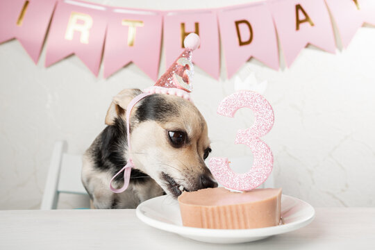 Dog birthday party, cute canine in a festive hat, birthday cake