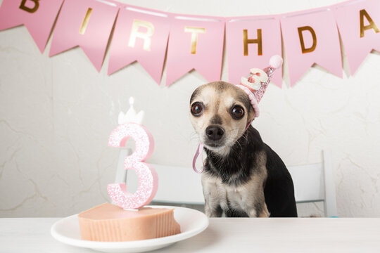 Dog birthday party, cake and treats, happy funny pet in birthday hat