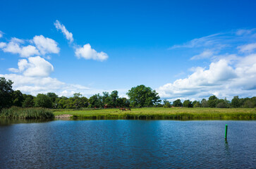 Beautiful nature of Sweden, calm water, river bank with lush green grass horses graze in distance, trees on the horizon, blue sky white fluffy clouds, summer sunny day, Kolbäcksån river, Strömsholm