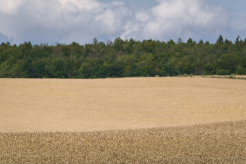 FARMLAND - Grain in the field ready for harvest - obrazy, fototapety, plakaty
