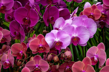 Sydney Australia, flowering pink and purple moth orchids