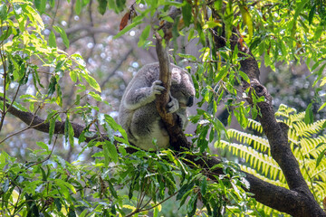 Koala bear sleeping in a tree during the daytime at Sydney zoo, Australia.