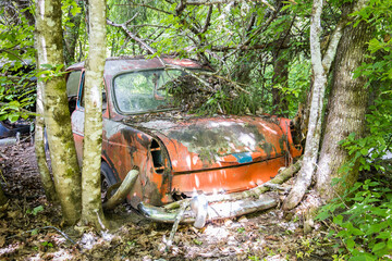 Rusty and forgotten automobile wreck overgrown by trees and plants in a forest
