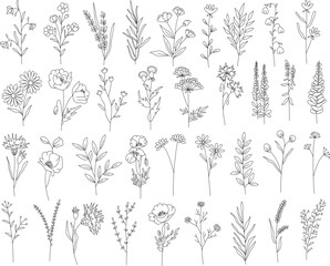 Outline plants set, line drawing art, wildflowers set, botanical plants isolated, simple art design, abstract line outline, vector for frame, fashion design