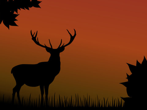 Beautiful horns deer in the wild woods when sunset. Shadow vector with copy space for graphic design.