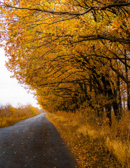 Ukraine, Kharkov region, Autumn, yellow foliage, Autumn in the forest