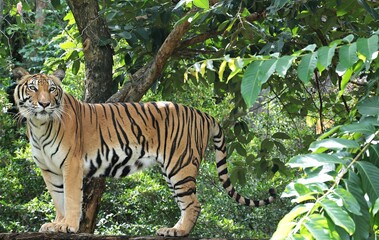 Tiger or Panthera tigris, The body is muscular, with white, yellow, and black fur.