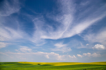 Czech Republic. South Moravia. Rapeseed field in spring time