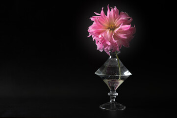 flower in a vase