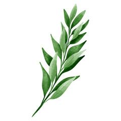 Branch of eucalyptus tree.