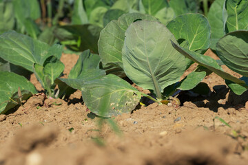 green cabbage in the agricultural field