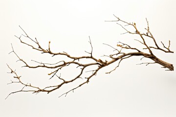 Fototapeta na wymiar Broken Acacia Tree Branch on White Background. Fragile and Dry Element with Isolated Detail