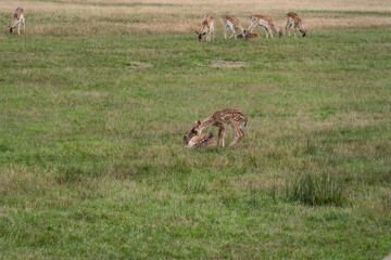 Damwild auf einer Wiese mit einem kleinem Kitz