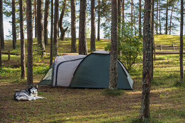 Camping in nature in Estonia with a dog in summer.  A husky lies next to a tent in the forest.