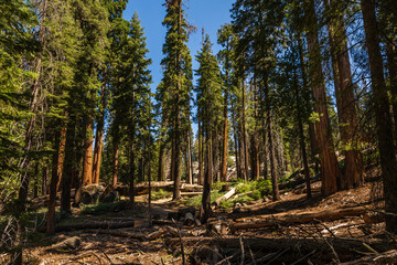 The General Grant Tree area in the Kings Canyon National Park. 