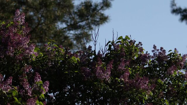 Lilac blossom in spring. Lilac flowers and green leaves sway in the wind. The rays of the evening sun illuminate the beautiful lilac trees.
