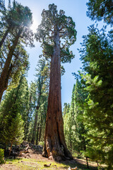 Fototapeta premium The General Grant tree is the largest giant sequoia (Sequoiadendron giganteum) in the General Grant Grove section of Kings Canyon National Park in California.