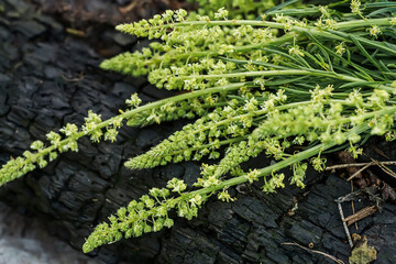 black mullein, dark mullein, On a wooden plank collected by herbalist before flowering for use in alternative medicine.