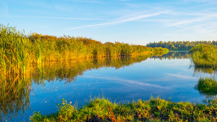 Reed and trees along a lake in wetland in sunlight in summer, Almere, Flevoland, The Netherlands, September, 2023