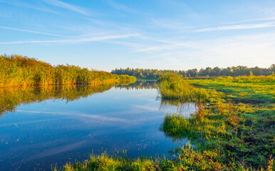 Reed and trees along a lake in wetland in sunlight in summer, Almere, Flevoland, The Netherlands, September, 2023