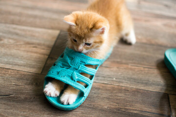 Cute very cute ginger kitten playing with shoes.