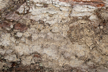 Obraz premium Natural wood structure