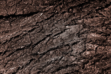 Obraz premium Natural wood structure