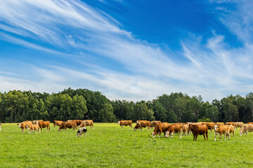 Naklejka na ściany i meble A herd of cows grazes on a field on a summer day.