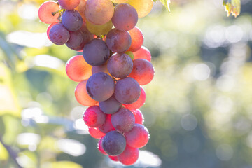 bunch of grapes
