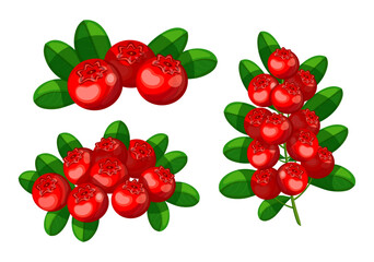 Set of red tasty cranberries in cartoon style. Vector illustration of delicious bunch and branch of cranberry berries with green leaves isolated on white background.